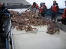 Sorting Crab