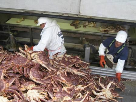 Dutch harbor crab processing jobs